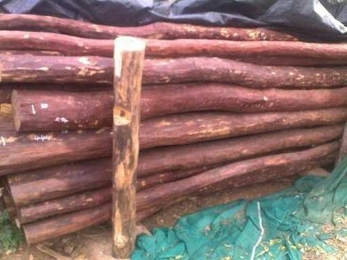 stuck-since-2009-nepal-formally-sending-seized-red-sandalwood-back-to-india